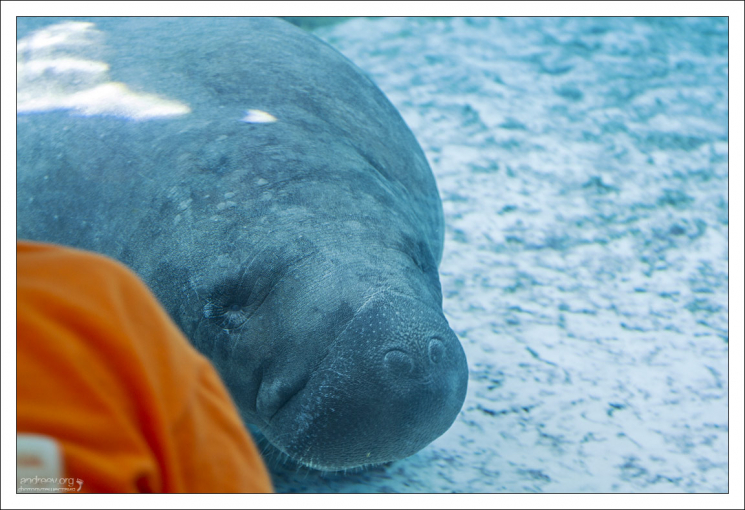 Ламантины могут жить как минимум полвека, но в дикой природе не доживают и до 10.