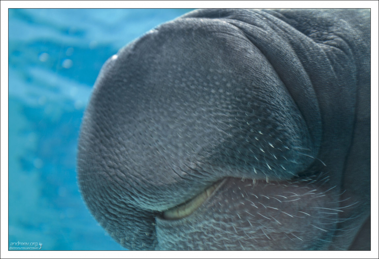 Ламантин по кличке Hugh из аквариума Mote.