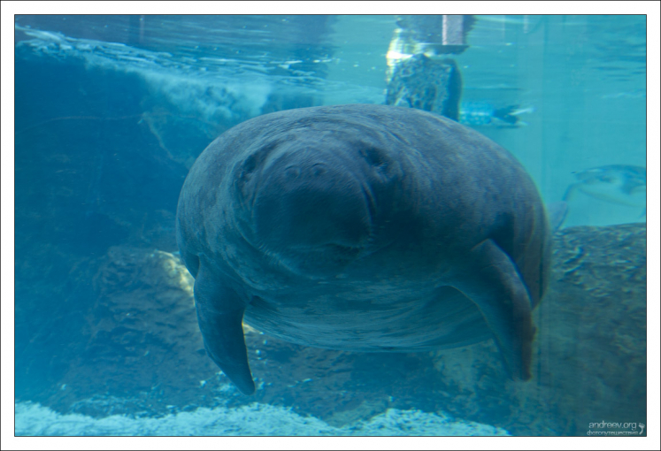 Средняя длина взрослого американского ламантина составляет приблизительно 3 м, хотя некоторые особи могут достигать 4,5 м в длину, включая хвост.