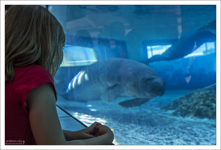 Во флоридском аквариуме Mote живут два брата ламатина: Hugh и Buffett.