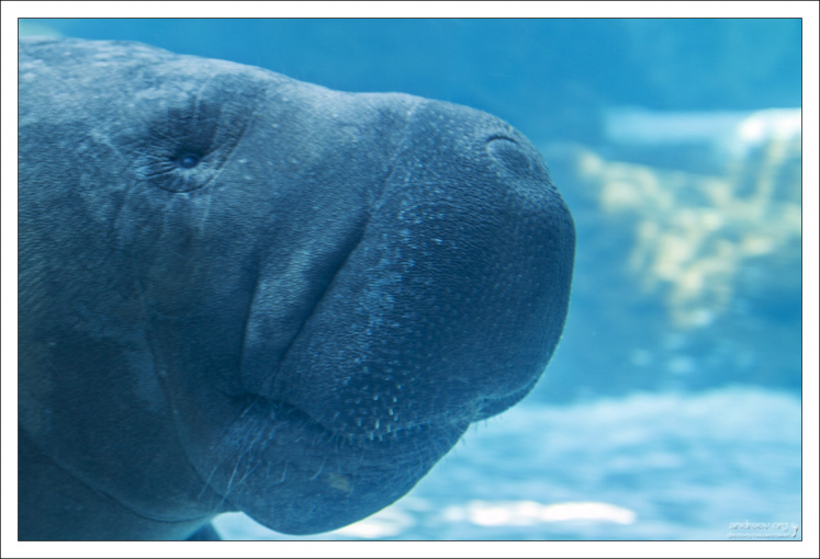 Одной из характерных особенностей данного вида является наличие гибкой раздвоенной верхней губы.