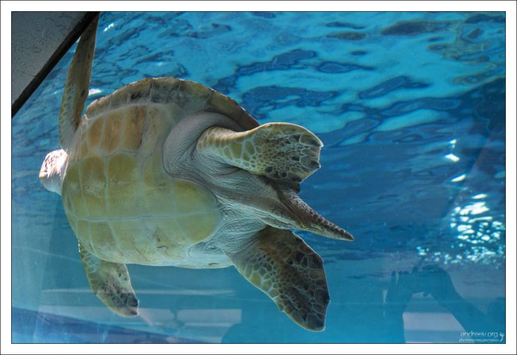 Зеленая морская черепаха Harry.