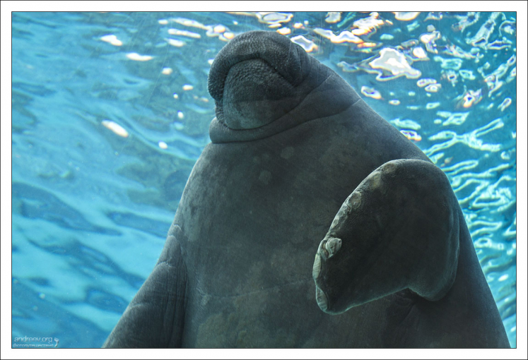 Ламантины известны очень низкой скоростью обмена веществ.