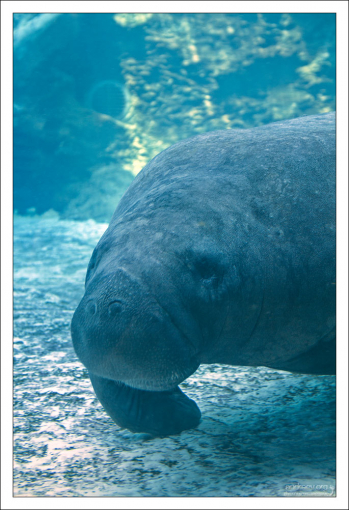 В день ламантин съедает около 80 кг капустных кочанов.