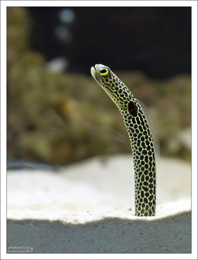 Гетероконгер, или пятнистый леопардовый угорь.