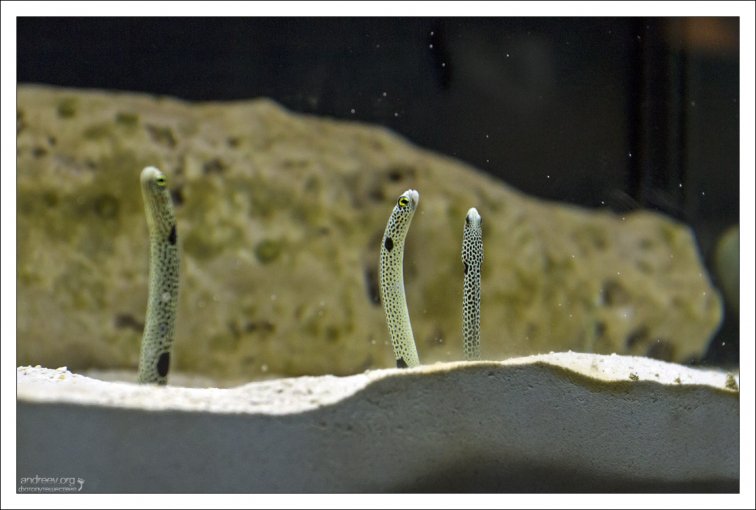 Пятнистый гетероконгер очень любит песчаный грунт.