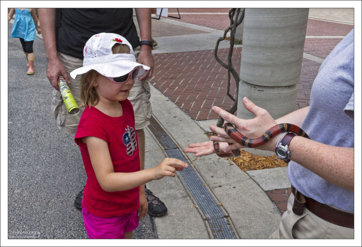Саша большая любительница змей. Это неядовитая змея вида Mexican milk snake.