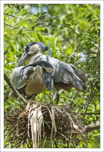 Семейство Челноклювов (Boat-billed heron) в гнезде.