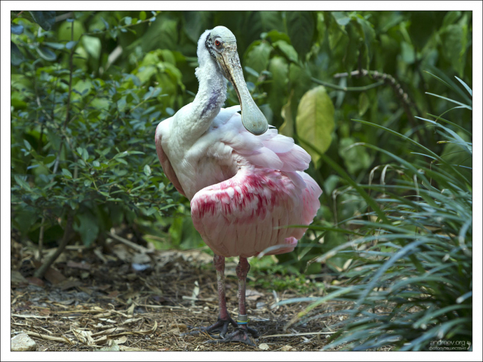 Наш старый знакомый Ложкоклюв, или Колпица (Spoonbill).