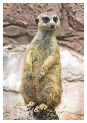 Сурикат (Meerkat) из семейства мангустовых.
