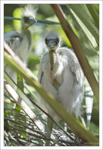 Птенец большой белой цапли.