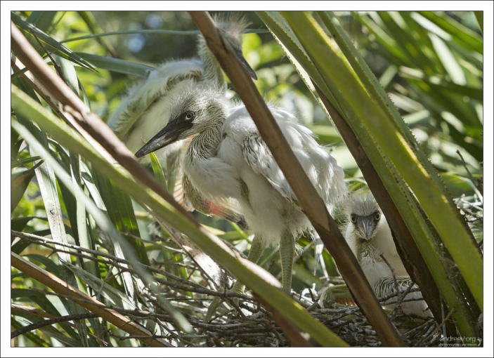 Птенцы большой белой цапли. Начнут летать через 7 недель.