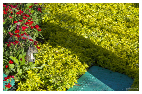 Один из посетителей парка The Magic Kingdom.