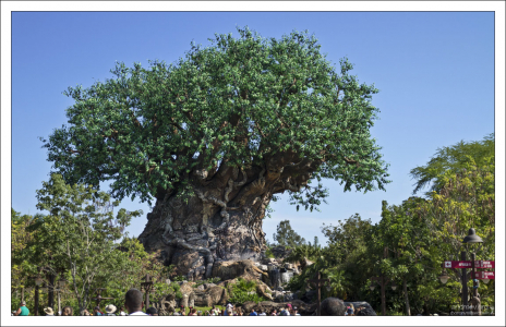 Tree of Life - Древо Жизни в парке Animal Kingdom.