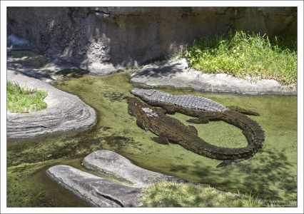 Крокодилы сплелись хвостами :)