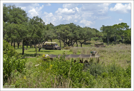 Отличное сафари на территории парка Animal Kingdom.