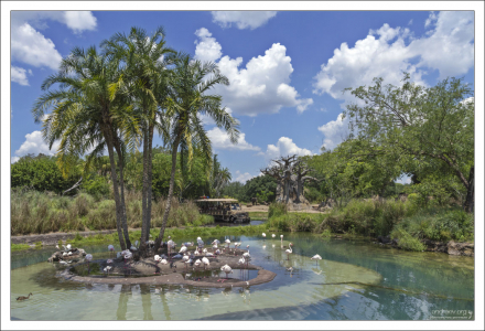 Остров фламинго. В парке Animal Kingdom живет 6 видов фламинго.