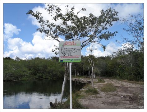 Пруд с крокодилами на обочине дороги.