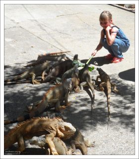 Саша и ее ползающая армия.