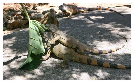 Эти лопухи - любимое лакомство игуан.
