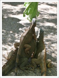 Ящеры поползли из всех щелей, свешивались с веток деревьев, карабкались друг на друга, разевая розовые беззубые пасти.