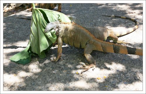 Хотя это только казалось, что беззубые: зубы у игуан расположены на внутренних сторонах челюстных костей, поэтому их иногда бывает трудно увидеть.