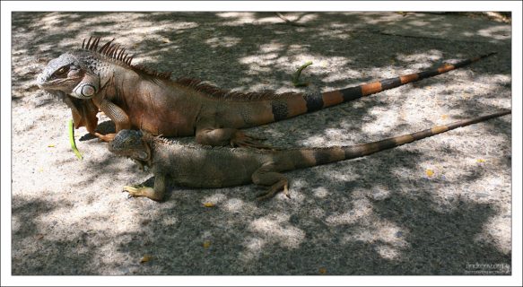 В параллельной лежке.