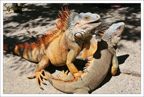 Довольные самец и самка зеленой игуаны.