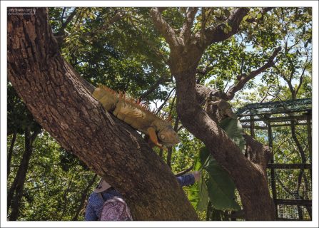 Игуаны на ферме ползают где хотят.