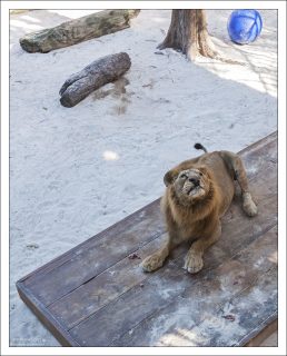 Местная знаменитость - лев Lawrence, спасенный из цирка-шапито.