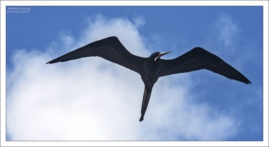 Самка фрегата - типичный представитель тропической фауны.