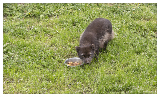 Чернобурая лисица в местном зоопарке.