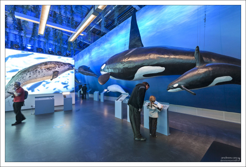 В музее “Whales of Iceland”.