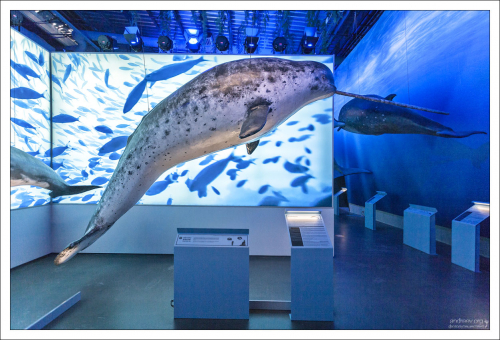 Нарвал, или морской единорог. В старину, почти трехметровый бивень нарвалов преподносили в дар царям в качестве доказательства существования единорогов.