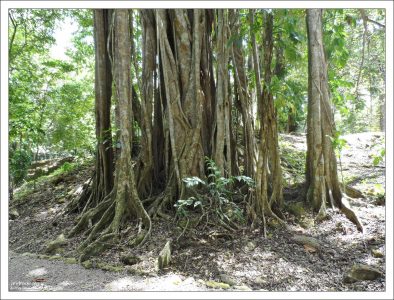 В джунглях Lamanai.