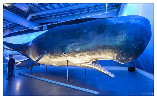 Кашалот (sperm whale). В поисках добычи кит-кашалот совершает самые глубокие погружения среди всех морских млекопитающих, до глубины свыше 2 км, оставаясь под водой до полутора часов.