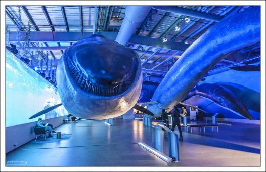 Усатые киты (Baleen whales). Вместо зубов у них на верхней челюсти развиваются от 360 до 800 длинных роговых пластинок, называемых “китовым усом”, расположенных поперёк дёсен.