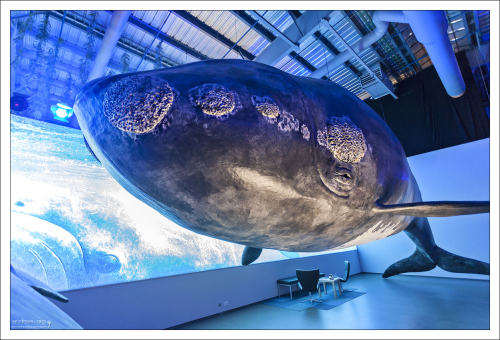 Северный гладкий кит (North Atlantic right whale).