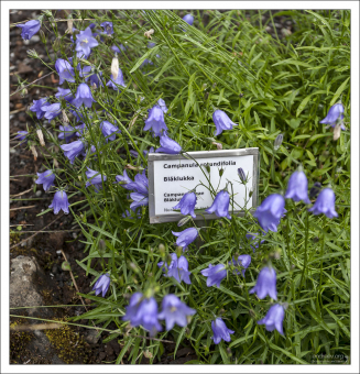 Колокольчик круглолистный (лат. Campanula rotundifolia) в семейном парке Рейкьявика.