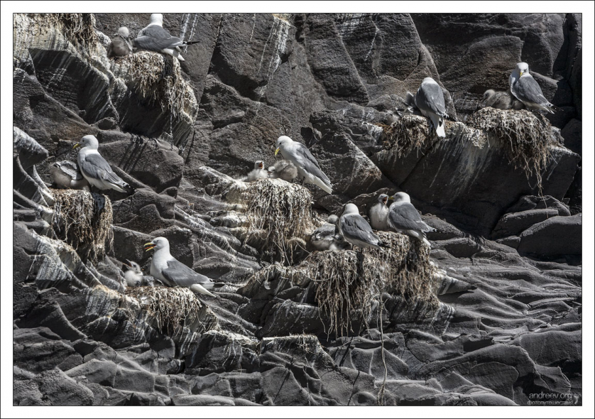 Фульмары в гнездах с птенцами (семейство буревестниковых).