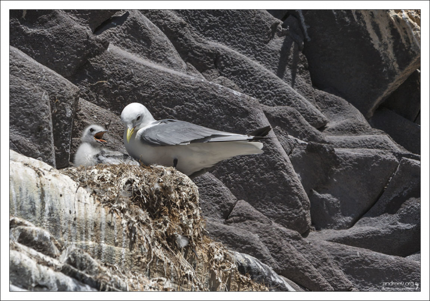 Голодный птенец фульмара-глупыша.