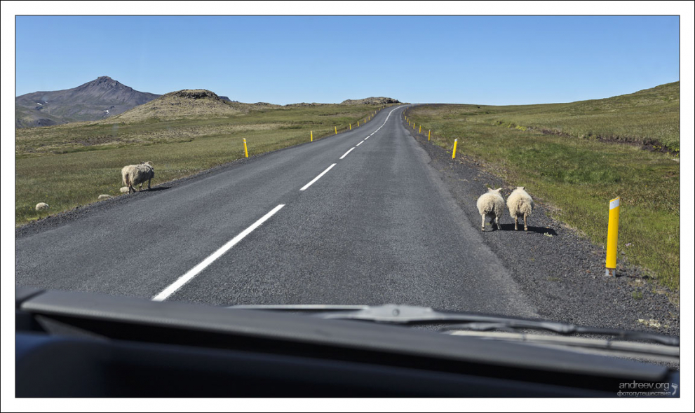 Овцы, которых манит дорога.