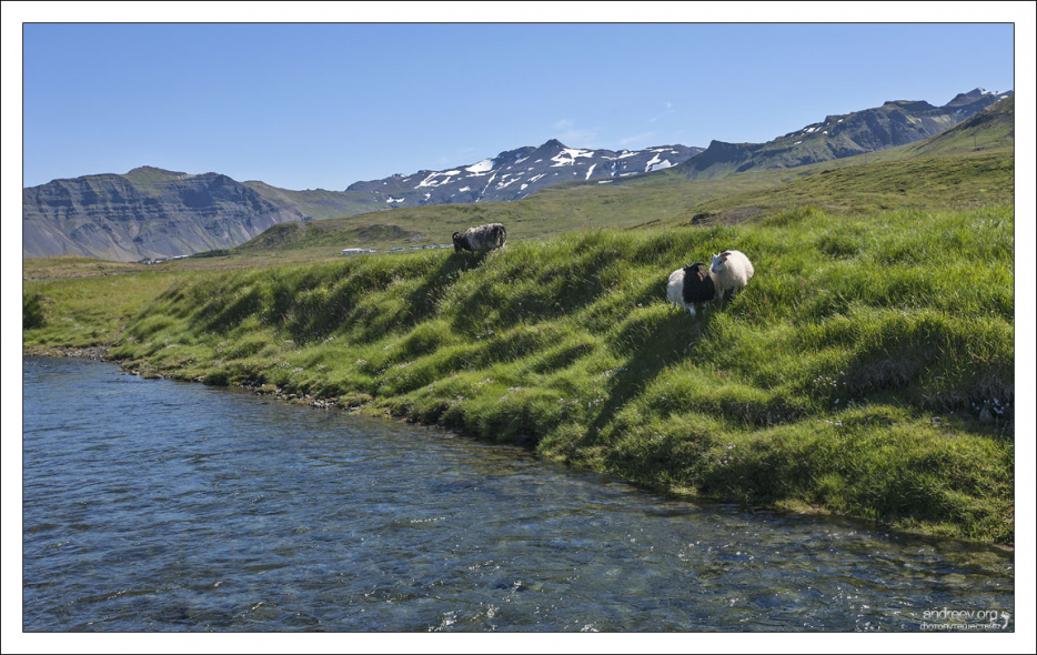 Овцы, которых манит река.