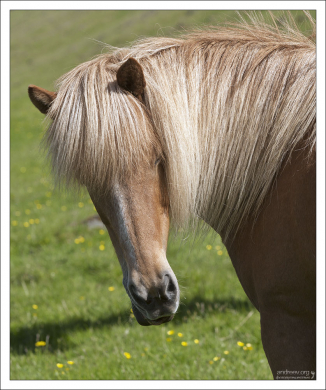 Исландская рыженькая.