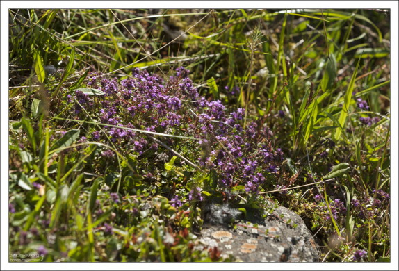 Арктический тмин (Thymus praecox).