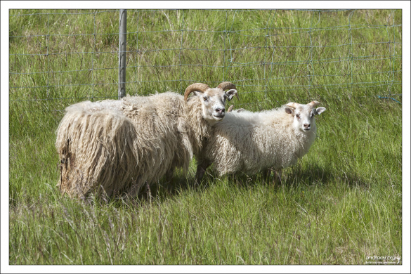 Исландские овцы с очень независимым характером.