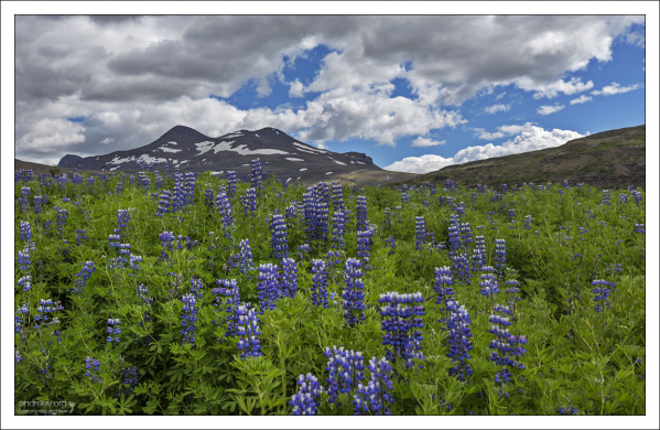 Исландский вид люпинов Nootka lupine.