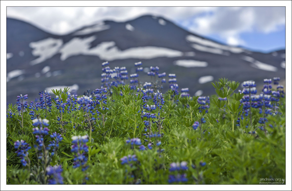 Люпин – неродной для Исландии цветок, завезенный в 1945 году из Северной Америки для борьбы с эрозией почвы.