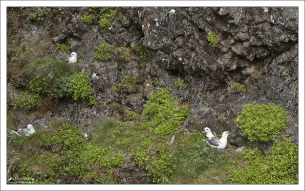 Птица Глупыш (лат. Fulmarus) в гнезде, с птенцами.