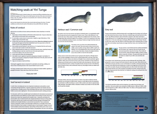 Два вида тюленей (обыкновенный и длинномордый), которые приплывают на пляж Ytri Tunga.